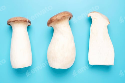 Preview: King oyster mushrooms on blue background close-up.