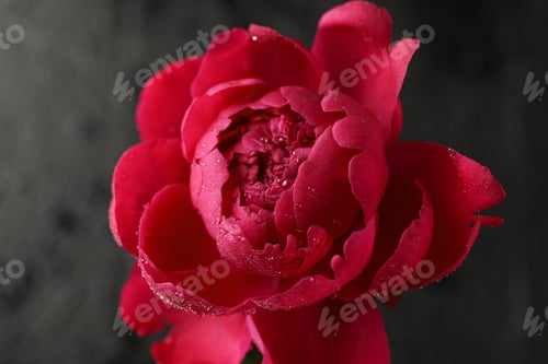 Preview: Beautiful pink peony flower with water drops against dark background, closeup and space for text