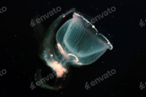 Preview: Close-up picture of beautiful jellyfish floating in ocean
