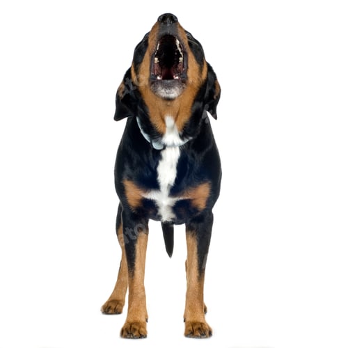 Preview: In Front Of A White Background