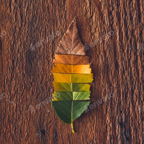 Preview: Creative layout of colorful autumn leaves.