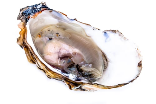 Preview: One oyster