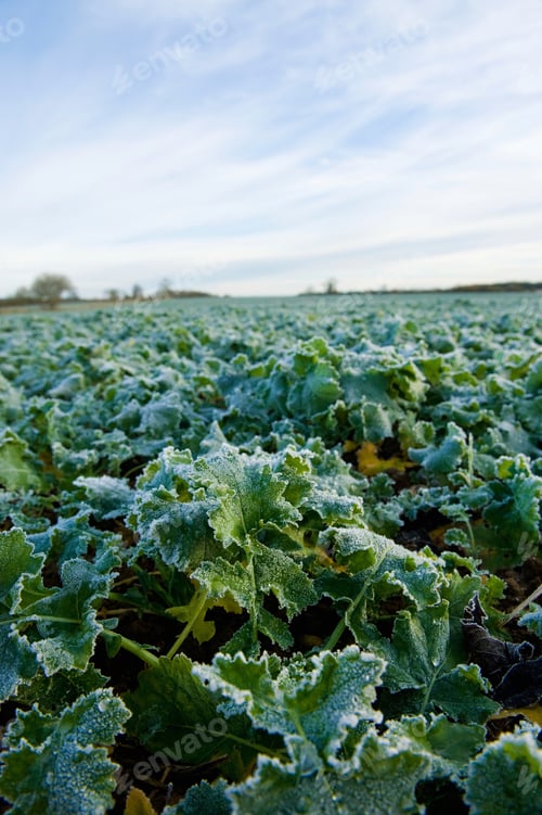 Preview: Oil seed rape in field
