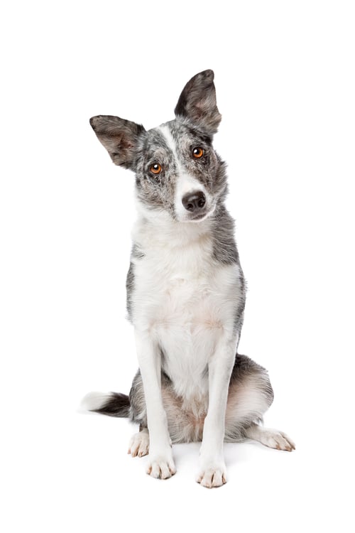 Preview: dog