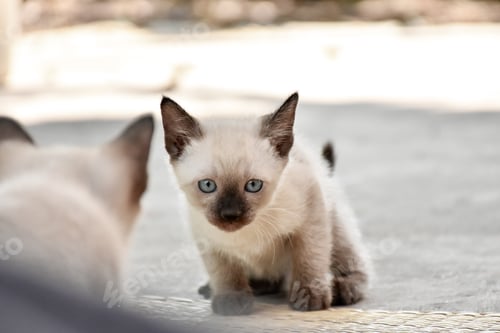 Preview: thai cat with amazing blue eyes.