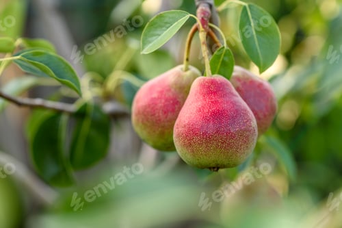 Preview: Fresh pears on the branch, sunny garden, closeup. Organic pears in the garden
