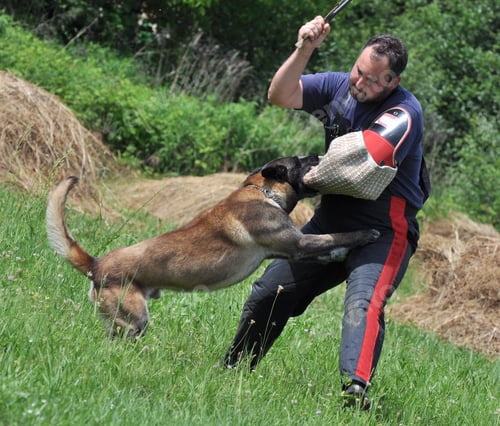 Preview: Dog Training