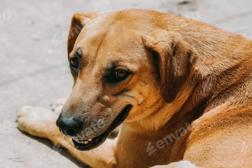 Preview: Photo of a yellow dog smiling for commercial