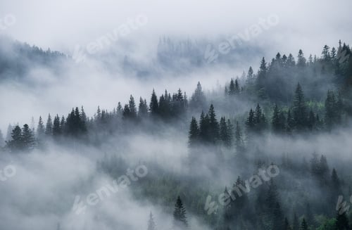 Preview: Landscape with trees and mist. Landscape after rain. A view for the background.