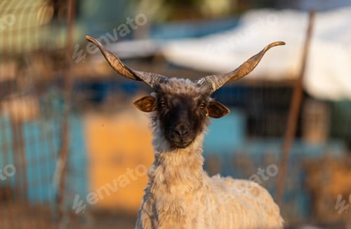 Preview: hungarian racka sheep grazing on meadow