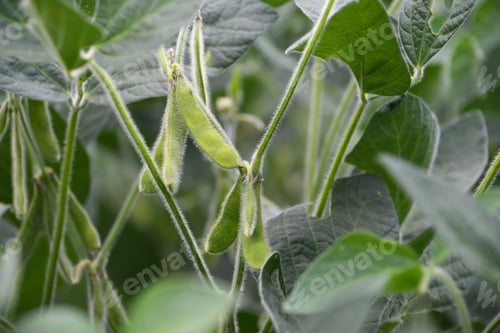Preview: Soybeans, soy bean pod, or soya bean aka edamame pods on plant growing in a farm field, agriculture