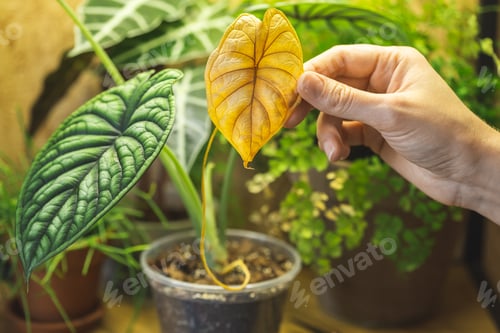 Preview: Holding a yellow leaf of Alocasia Dragon Scale