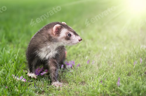 hurón en la naturaleza