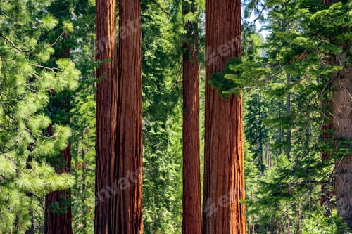 Preview: Giant sequoias