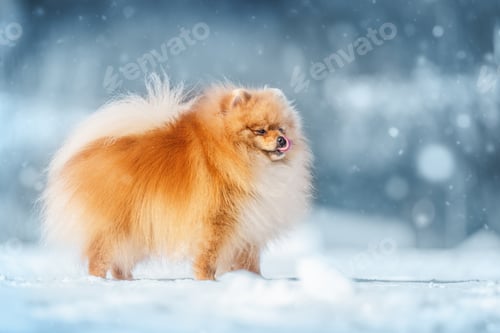 Preview: A Pomeranian Spitz on snowy ground licking its lips as snow falls, capturing winter's charm.