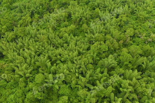 Preview: Green trees in national park garden in summer season. Nature landscape background.