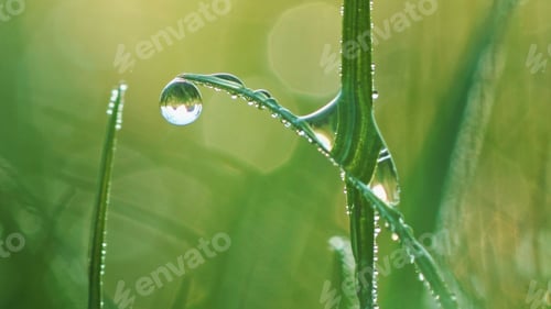 Preview: Macro of raindrop on green leaf of grass.