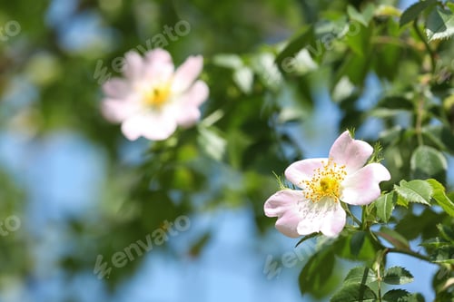 Preview: Closeup view of beautiful spring dog rose flowers in garden, space for text