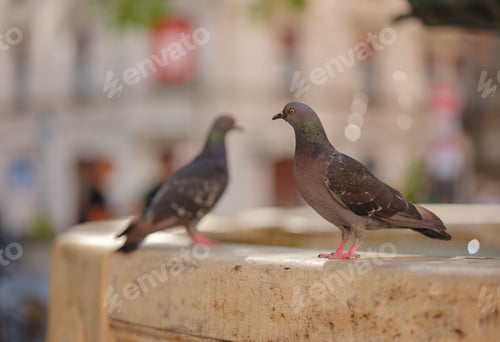 Preview: pigeons at the drinking fountain, Munich, Germany