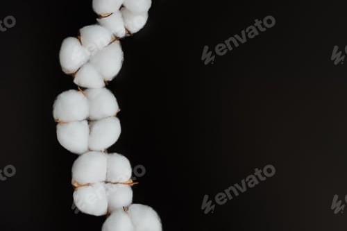 Preview: semi-circle of cotton flowers on black background