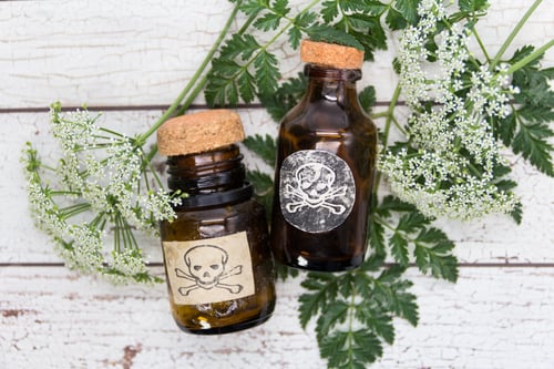 Preview: Hemlock flower bouquet with a vial of poison