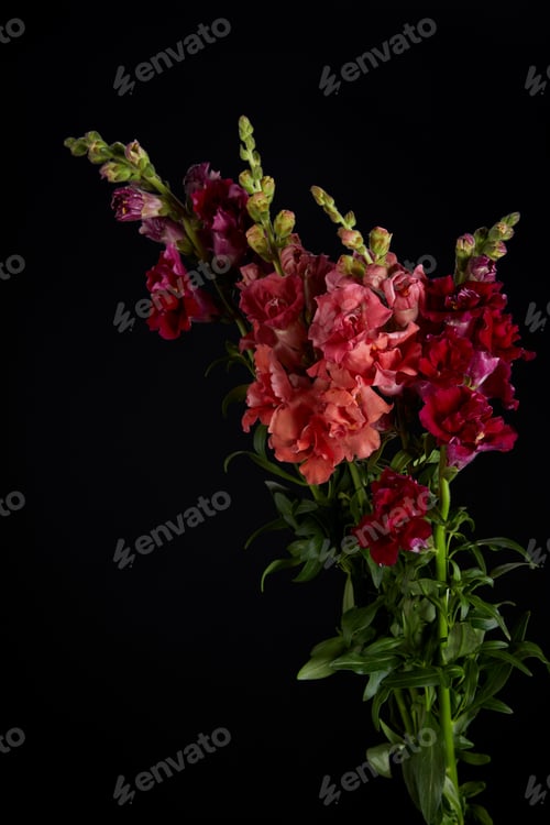 Preview: bouquet of beautiful pink, red and purple flowers with buds and green leaves isolated on black