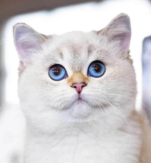 Preview: British Cat white color with blue eyes