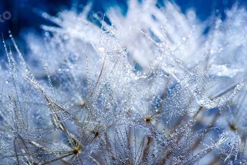 Preview: Macro shot of dandelion with water drops. Nature background with dandelions.