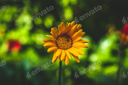 Preview: Closeup of a yellow mountain arnica