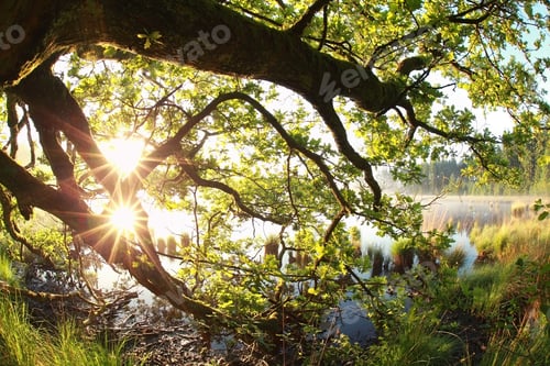 Preview: gold sun rays through oak leaves