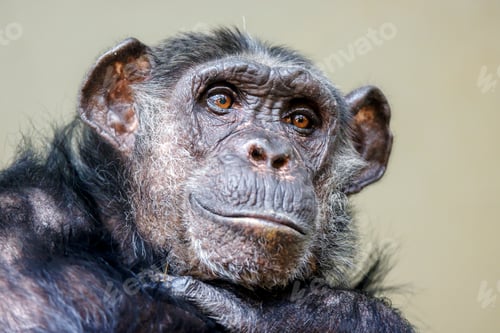Preview: Chimpanzee (Pan troglodytes) close up view