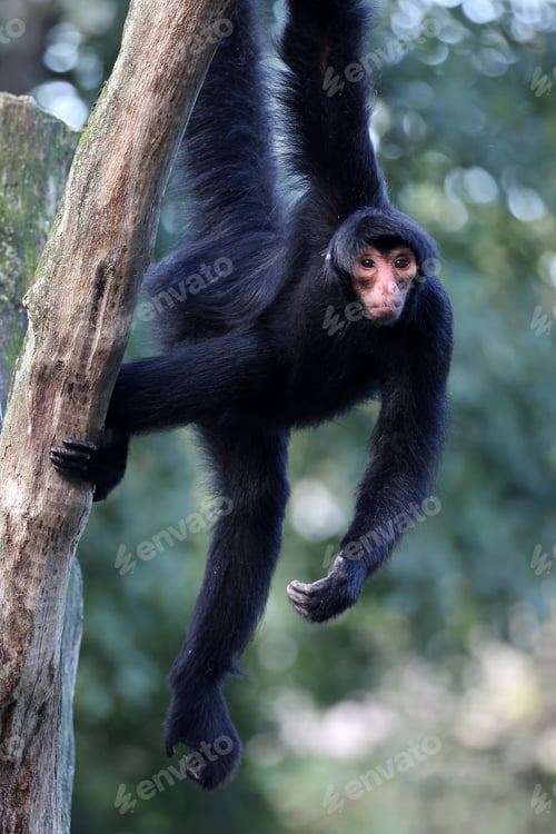 Preview: The red-faced spider monkey (Ateles paniscus)