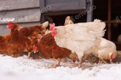 Preview: chicken walking on an eco-poultry farm in winter, free-range chicken farm