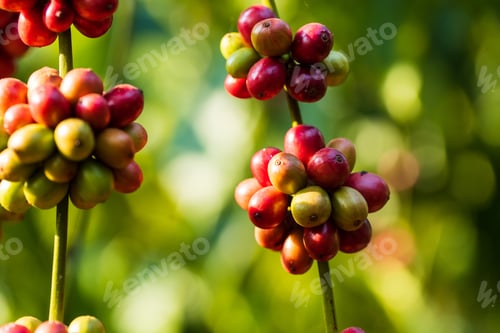 Preview: Coffee beans ripening on tree in North of thailand