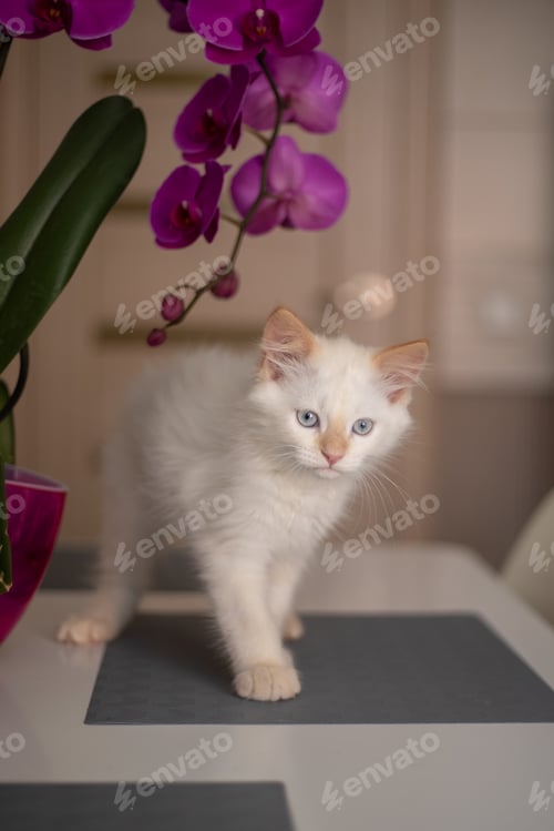 Preview: A cute beautiful domestic kitten with orchid flower