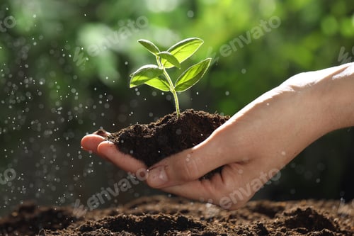 Preview: Woman holding soil with young plant outdoors, closeup