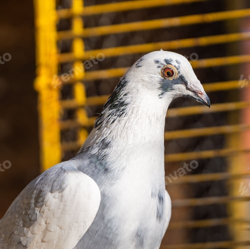 Preview: Close-up of a pigeon with striking eyes against a yellow barred background