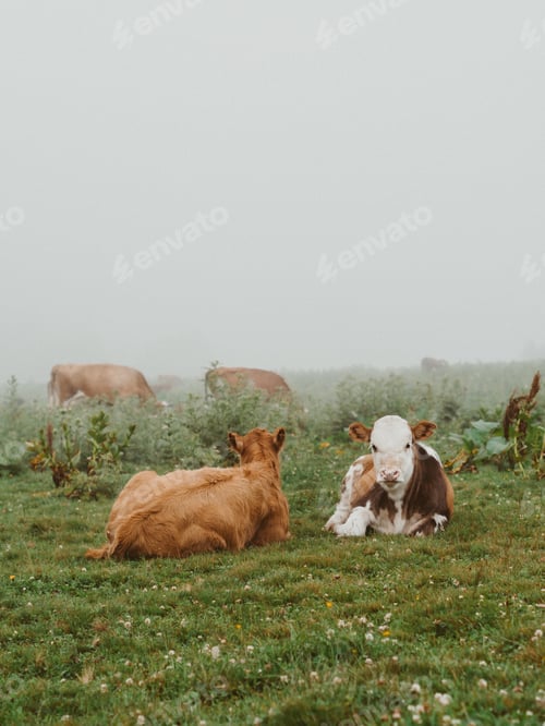 Preview: Two calves in a green meadow on a foggy summer morning and cows eating grass in an open meadow