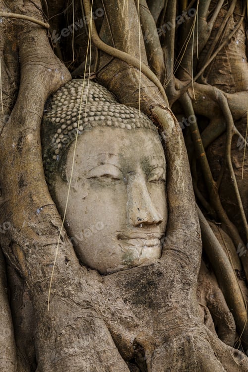 Preview: Buddha head in old tree
