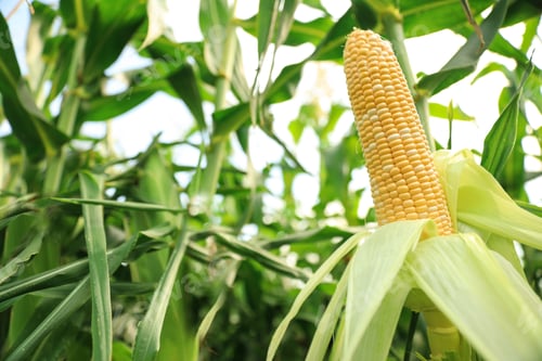 Preview: Ripe corn cob in field on sunny day