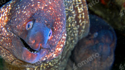 Preview: Moray Eel, Cabo Cope Puntas del Calnegre Regional Park, Spain