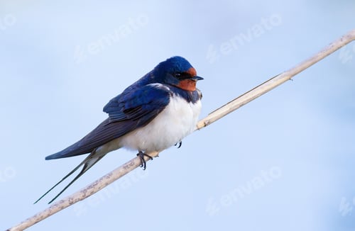 Preview: Barn swallow, Hirundo rustica. A bird sits on a reed stalk against the sky