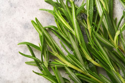 Preview: Rosemary fresh green leaves. Herb sage abstract texture background. Nature concepts. Soft and select