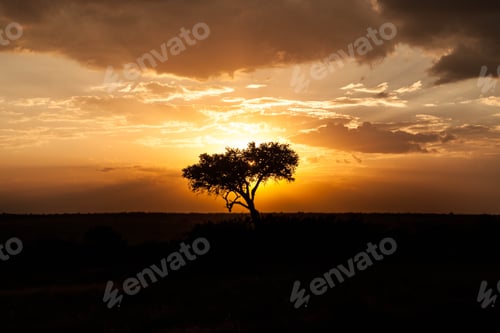 Preview: Silhouette of tree at golden sunset in Kenya Tanzania, in golden orange sky