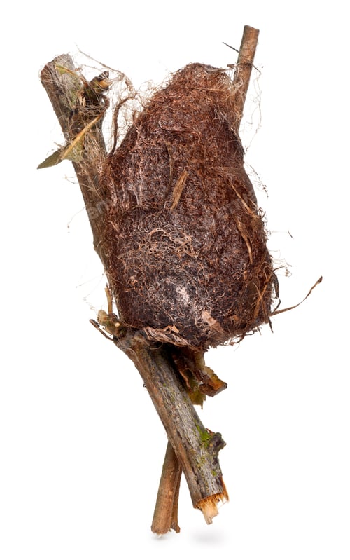 Preview: Cocoon of a Giant peacock moth in front of white background