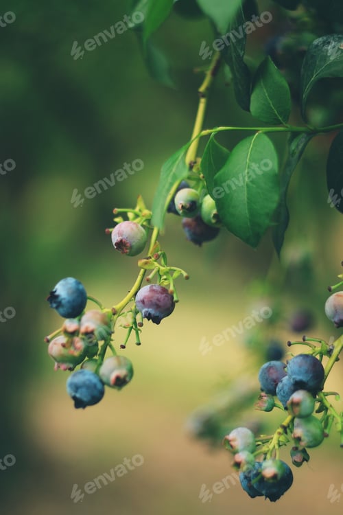 Preview: Blueberries on the branch on a blueberry field farm.