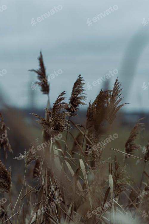 Preview: Selective focus of Common reed in the meadow