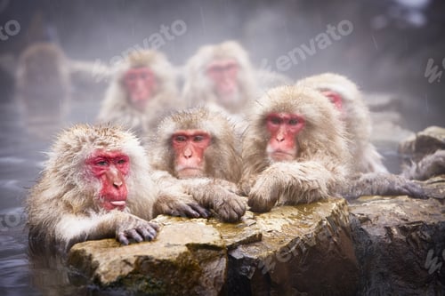 Preview: Group of Japanese Macaque, Snow Monkey, Macaca fuscata, bathing in hot spring.