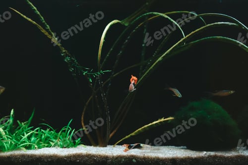 Preview: Exotic fish in a collector's aquarium