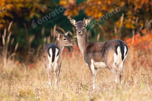 Preview: Two fallow deer standing on meadow in autumn nature